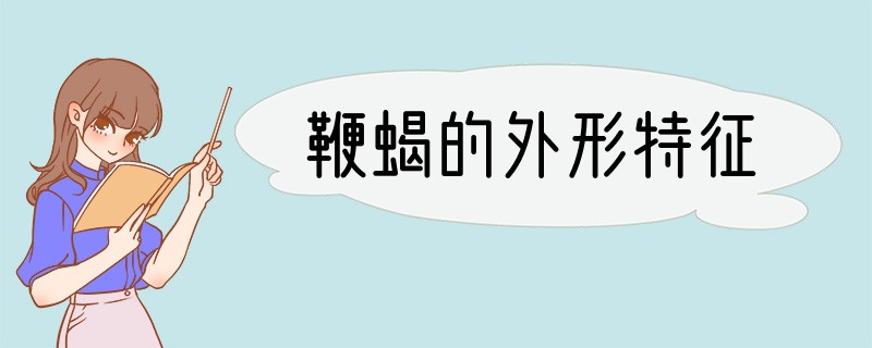鞭蝎的外形特征